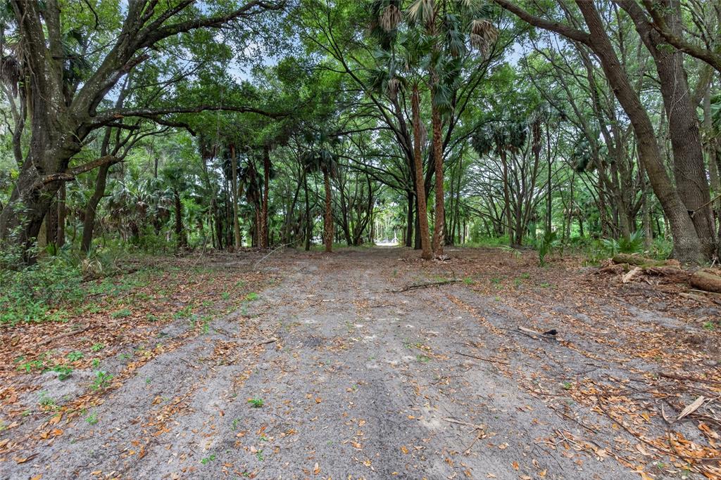 A dirt path leads through a wooded area with tall trees and scattered fallen leaves — 0 N US HWY 301, CITRA, FL
