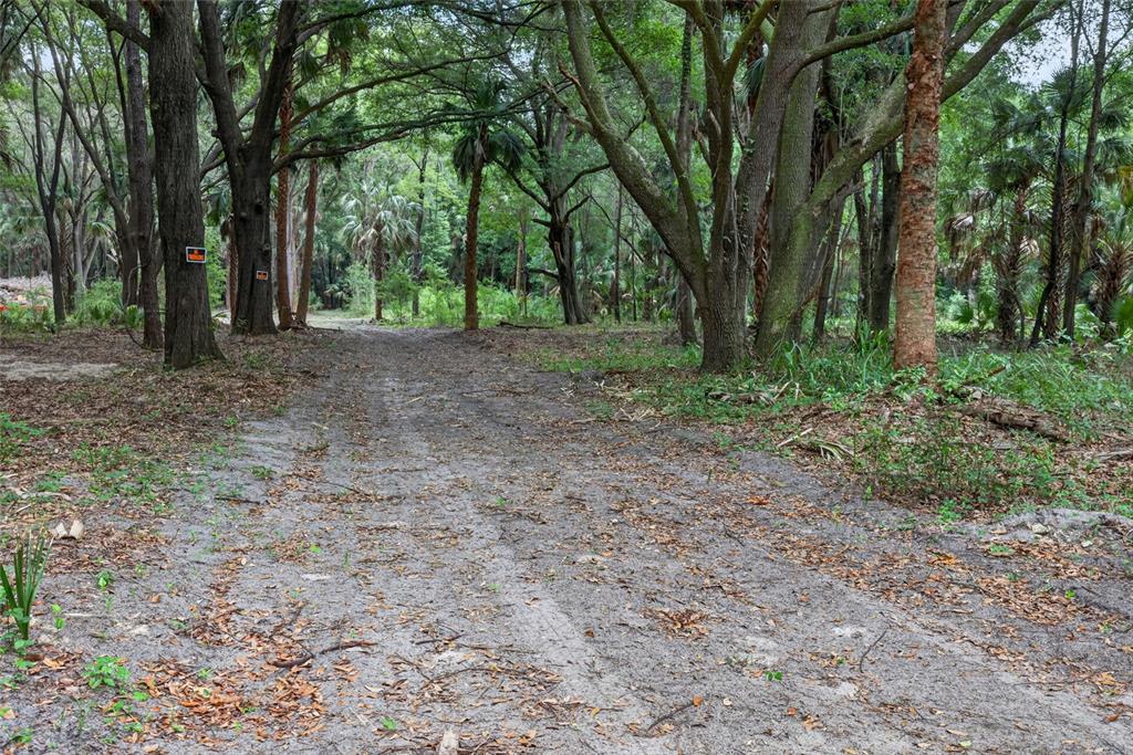A dirt path leads through a wooded area with tall trees and scattered palm trees — 0 N US HWY 301, CITRA, FL