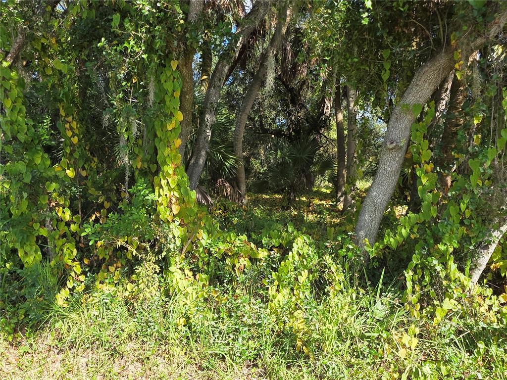 A dense, wooded area with mature trees, palm plants, and climbing vines on the ground — 414 LIDDY STREET, PORT CHARLOTTE, FL