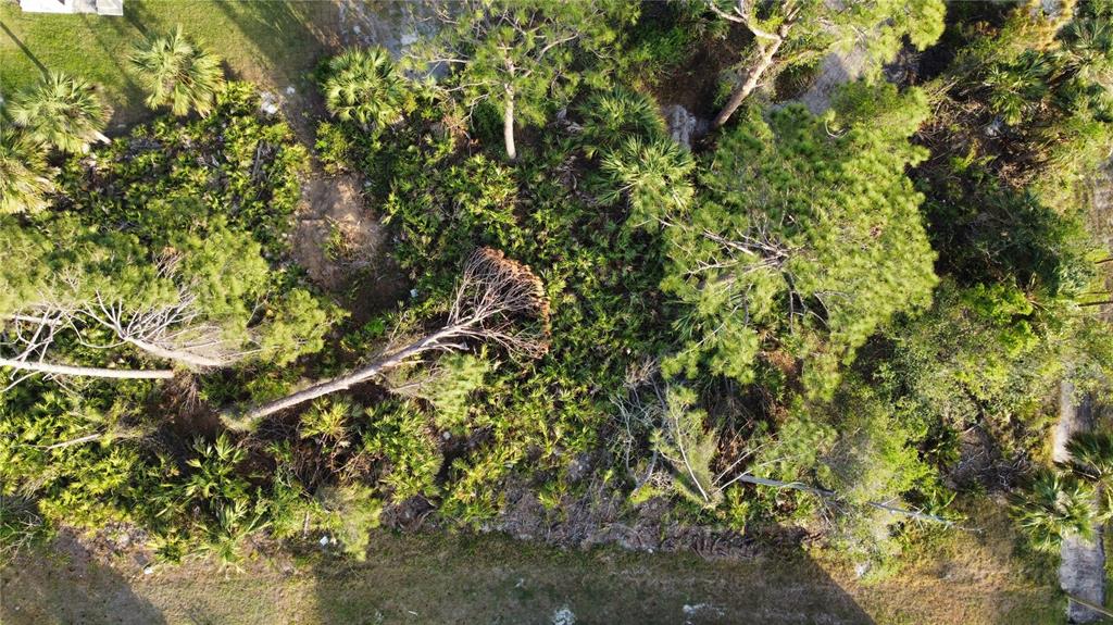 An aerial view of a wooded lot featuring several pine trees and dense undergrowth — SPARKLE LANE, NORTH PORT, FL
