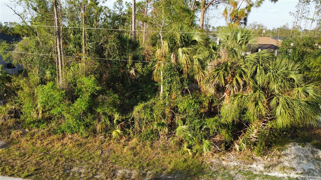 A densely wooded, undeveloped residential lot features several palm trees and overhead utility lines — SPARKLE LANE, NORTH PORT, FL