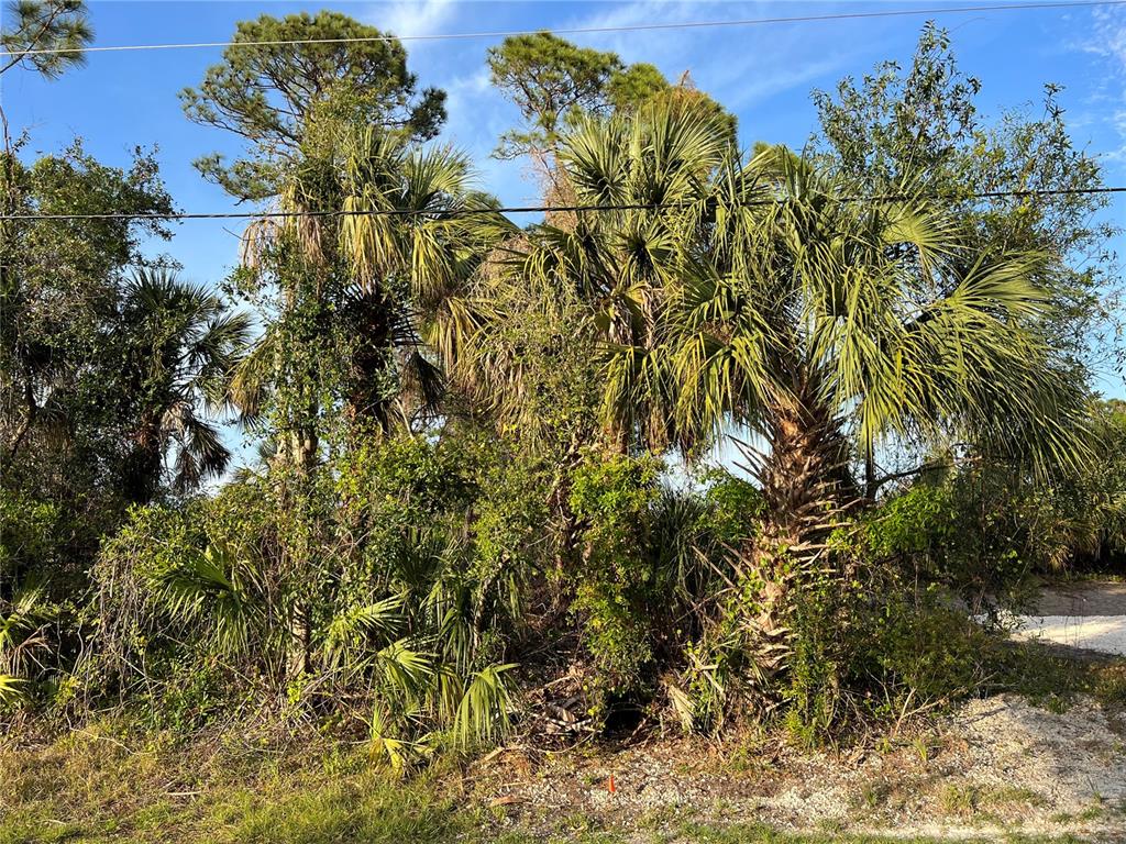 A dense cluster of palm trees and native vegetation grows on a sunny, undeveloped lot — SPARKLE LANE, NORTH PORT, FL