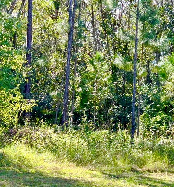 A view of a wooded area with tall pine trees and dense undergrowth — 1011 INDIAN LAKE DRIVE, INDIAN LAKE ESTATES, FL