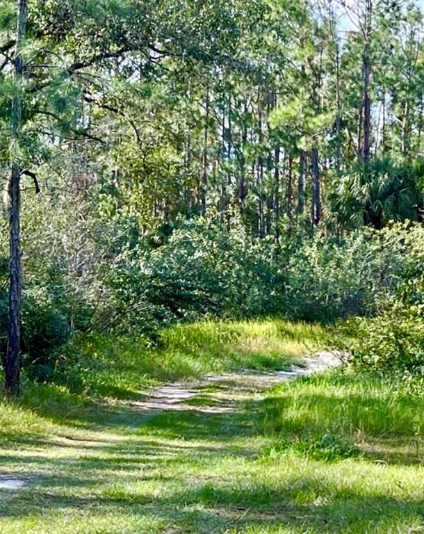 A dirt path winds through a grassy area toward a dense forest of pine trees — 1011 INDIAN LAKE DRIVE, INDIAN LAKE ESTATES, FL