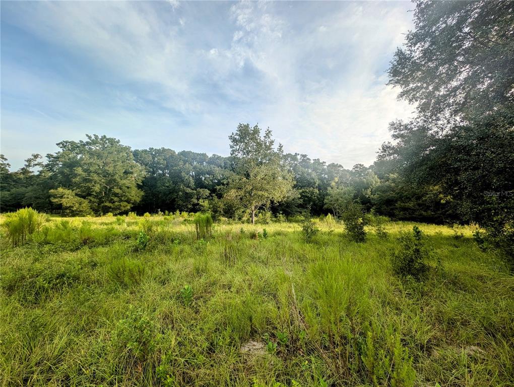 A grassy, undeveloped lot features scattered small shrubs and a dense line of trees — 10316 SW 170TH STREET, ARCHER, FL