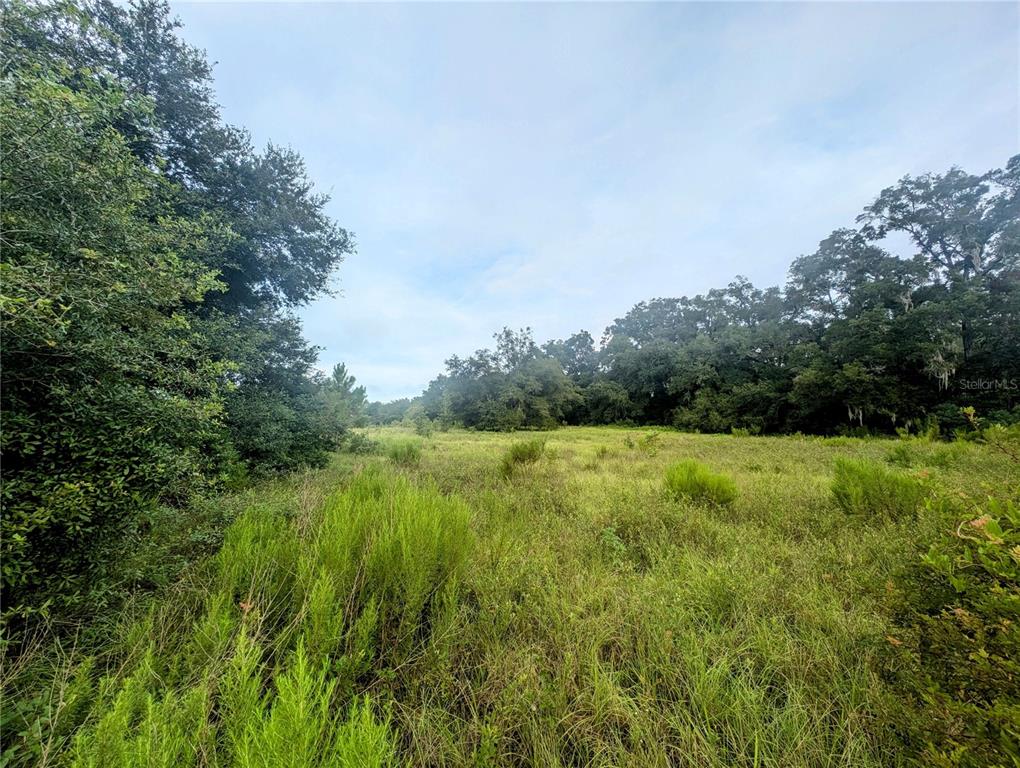 A grassy field is surrounded by dense trees under a cloudy sky — 10316 SW 170TH STREET, ARCHER, FL