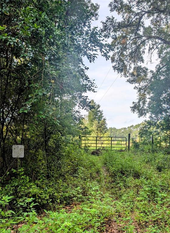 A metal gate stands at the end of a dirt path surrounded by dense trees — 10316 SW 170TH STREET, ARCHER, FL