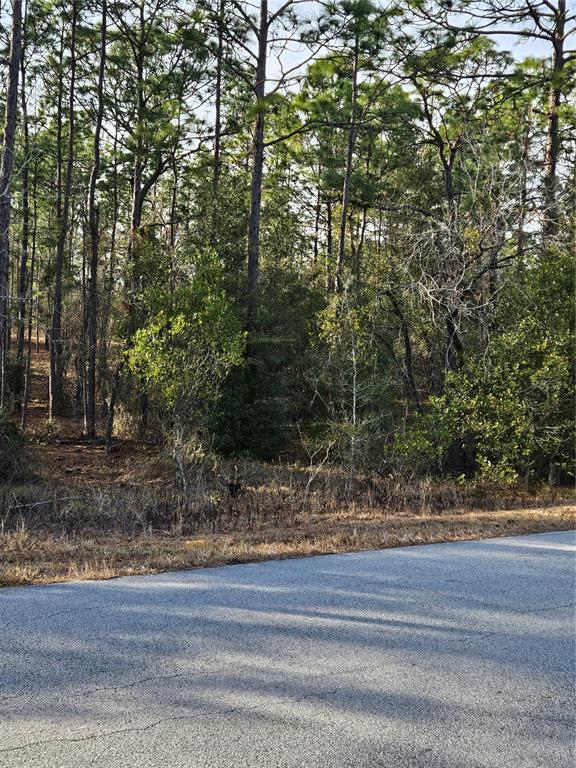 A paved road runs alongside a wooded lot with tall pine trees and dense undergrowth — SW ADMIRAL LANDING DR., DUNNELLON, FL