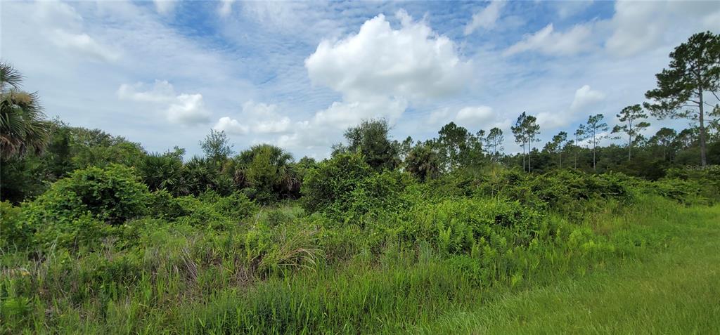 A view of a vacant, overgrown lot with dense vegetation and scattered trees under a sky — 20366 NW 270TH STREET, OKEECHOBEE, FL