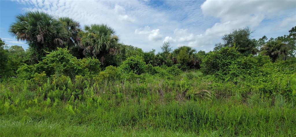 A view of a vacant, overgrown lot featuring tall palm trees and dense green vegetation — 20366 NW 270TH STREET, OKEECHOBEE, FL