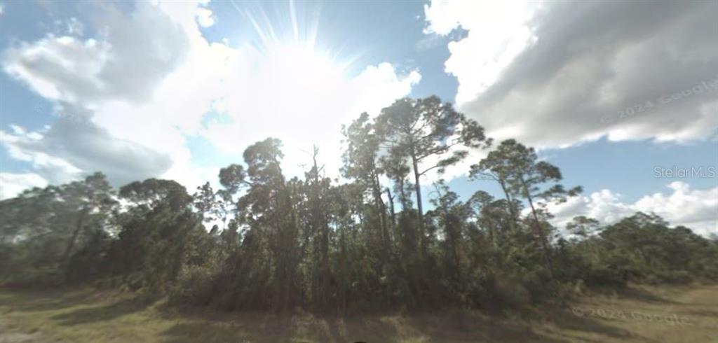 A line of tall pine trees stands against a bright, cloudy sky — MARLBERRY ROAD, NORTH PORT, FL