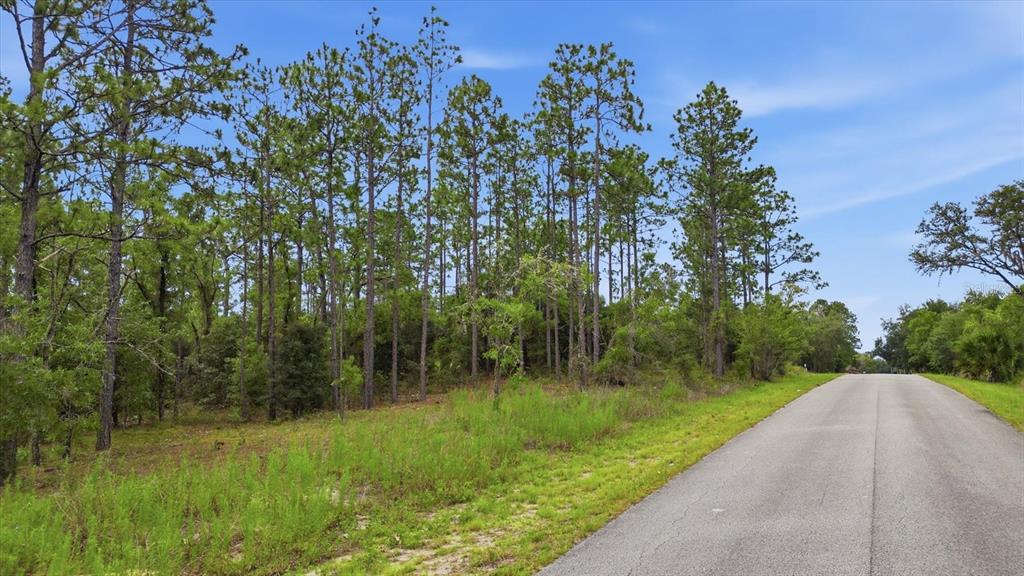A paved road runs alongside a wooded lot with tall pine trees under a blue sky — 0000 SW SANDS POINT AVE LOT 38, DUNNELLON, FL