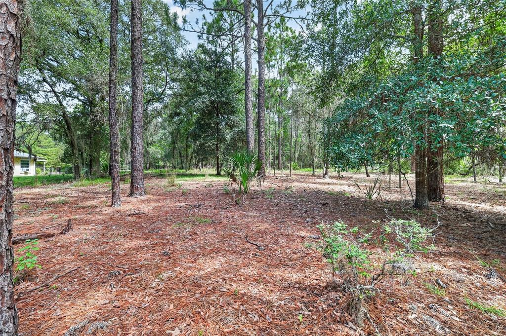 A wooded lot with pine trees, ground cover, and a house visible in the distance — 0 SW 82 STREET, DUNNELLON, FL