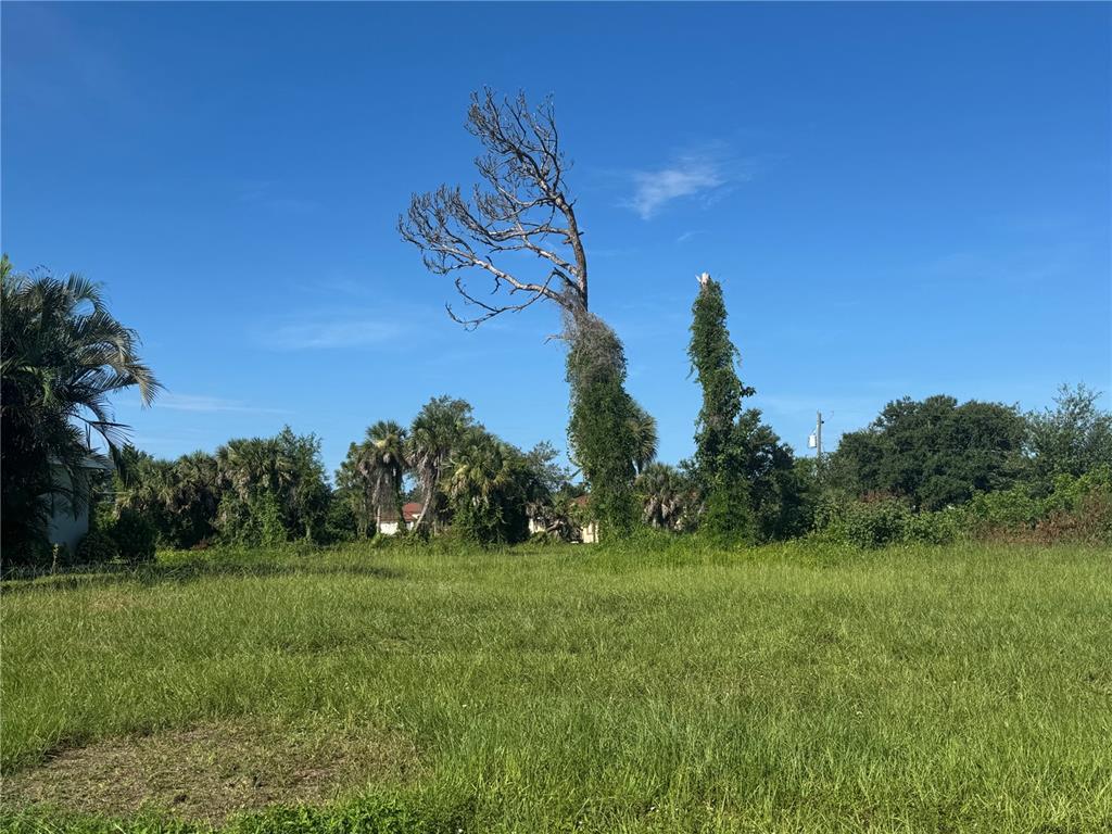 A large, dead tree stands in the center of an overgrown, grassy vacant lot — 263 WHITE MARSH LANE, ROTONDA WEST, FL