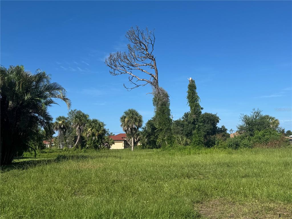 A large, dead tree stands in a grassy, undeveloped lot under a clear blue sky — 263 WHITE MARSH LANE, ROTONDA WEST, FL