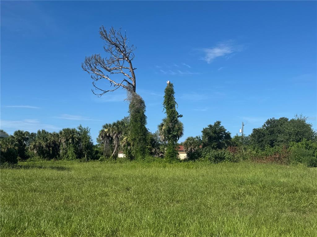 A grassy, open field features two prominent, vine-covered trees under a clear blue sky — 263 WHITE MARSH LANE, ROTONDA WEST, FL
