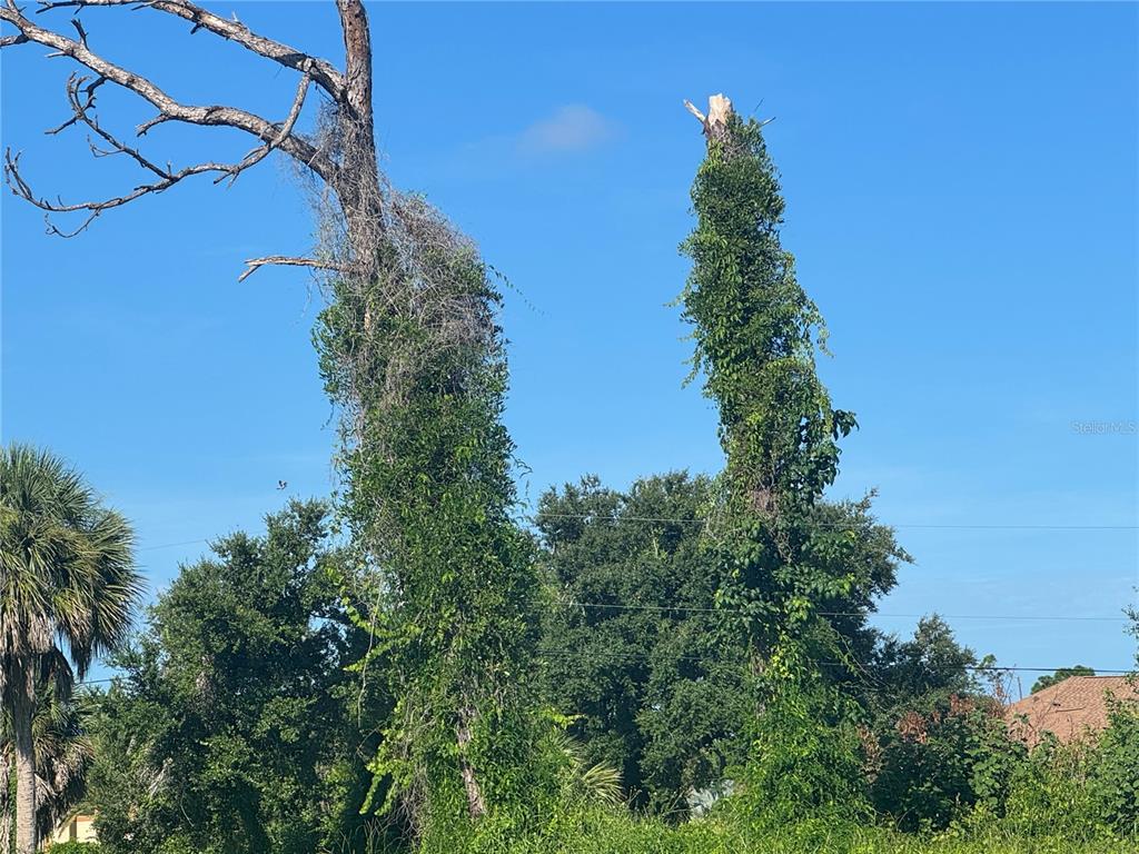 Two tall trees covered in thick green vines stand against a clear blue sky — 263 WHITE MARSH LANE, ROTONDA WEST, FL