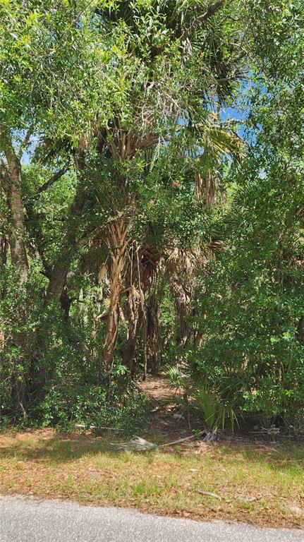 A wooded lot with dense trees and vegetation viewed from the edge of a road — 23190 GLEN AVENUE, PUNTA GORDA, FL