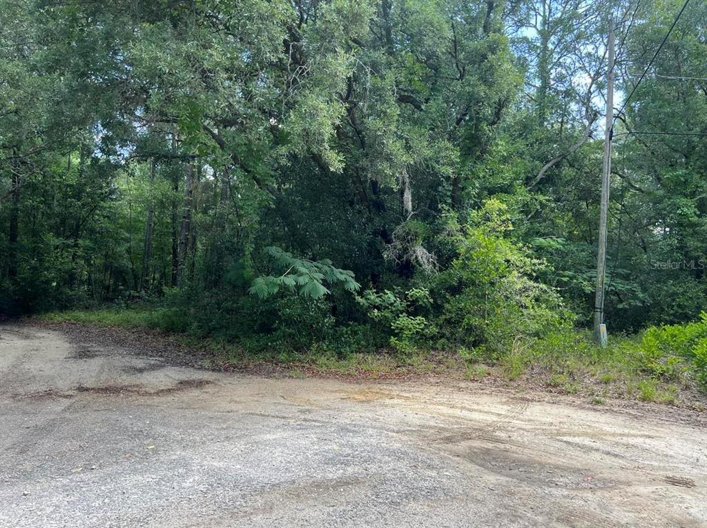 A dirt road leads to a densely wooded lot with a utility pole — 10013 N HOLYOAK TERRACE, DUNNELLON, FL