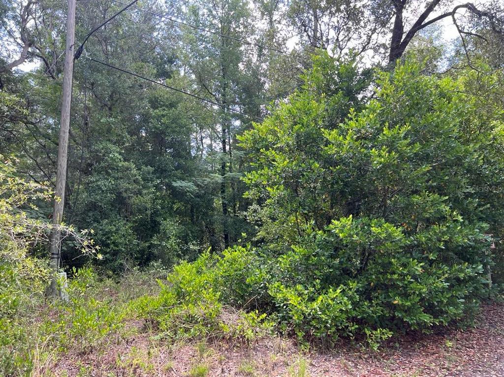 A wooded lot features a utility pole and dense vegetation under a bright sky — 10013 N HOLYOAK TERRACE, DUNNELLON, FL