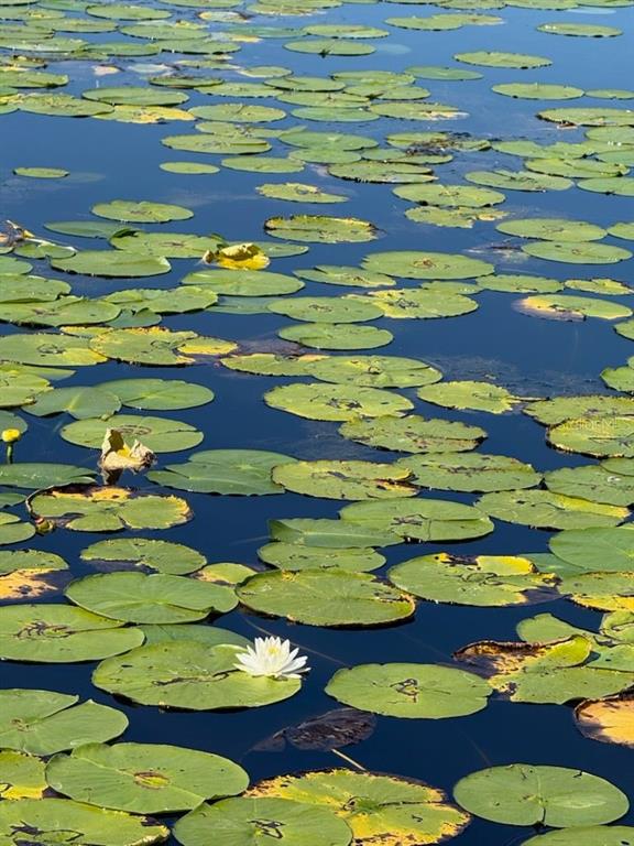 A white water lily blooms among numerous green lily pads floating on a dark pond — 2814 W HUMPHREY STREET, TAMPA, FL