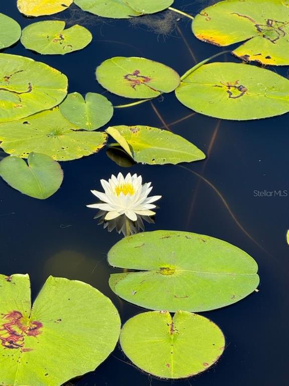 A white water lily blooms among green lily pads on the surface of dark water — 2814 W HUMPHREY STREET, TAMPA, FL