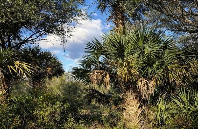 A view of palm trees and other vegetation under a blue sky with clouds — 0 NW 294th, Okeechobee FL 34974, OKEECHOBEE, FL