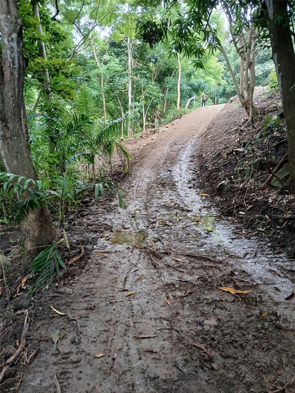 A muddy, unpaved dirt road winds upward through a dense, green forest — BARRERO STREET, RINCON, PR