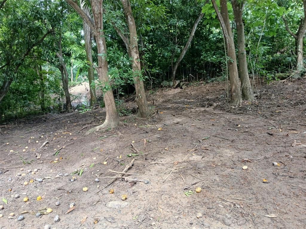 A dirt clearing with scattered fallen fruit sits beneath a canopy of mature trees — BARRERO STREET, RINCON, PR