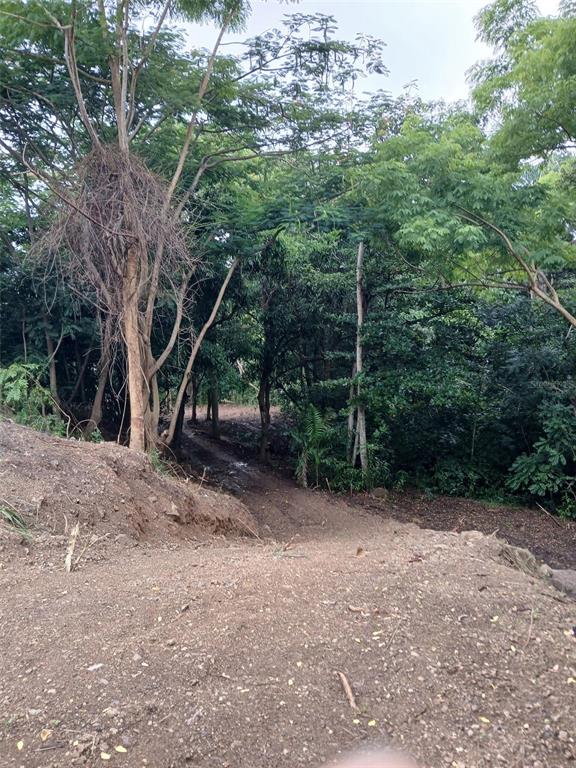 A dirt path leads from a cleared foreground into a dense, wooded forest area — BARRERO STREET, RINCON, PR