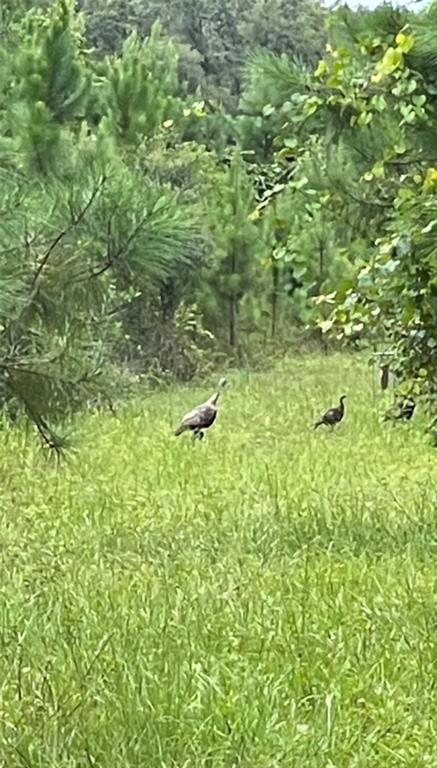 Two wild turkeys walk through a grassy field bordered by pine trees — NE 124TH TER, FORT MC COY, FL