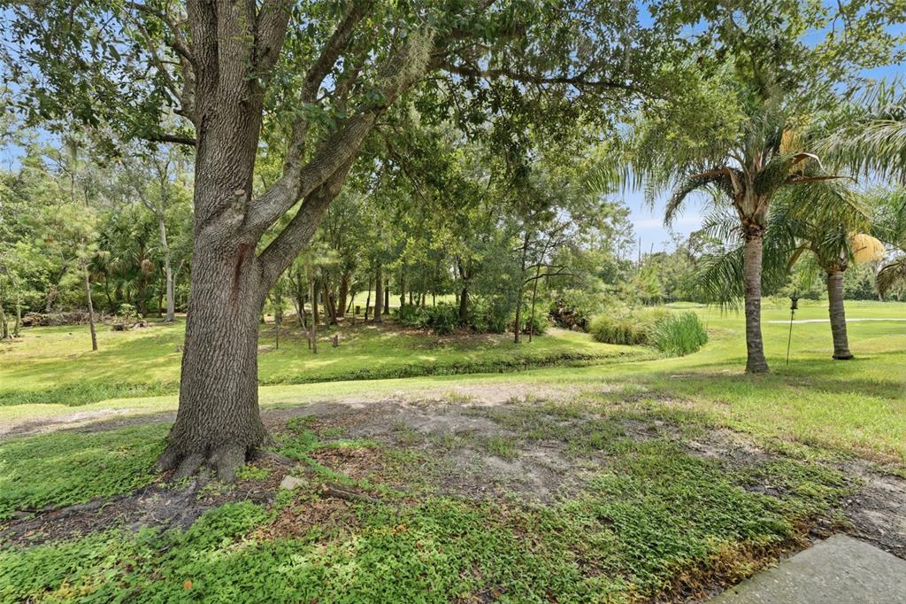 A view of a grassy yard with large trees, a small creek, and palm trees — 5852 AUTUMN SHIRE, ZEPHYRHILLS, FL