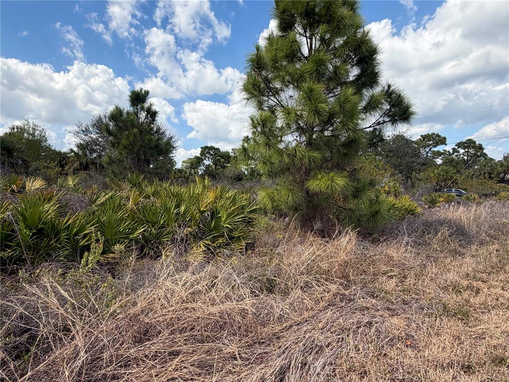 A view of a vacant, undeveloped lot featuring pine trees, palmettos, and dry grass — 524 COLUMBUS BOULEVARD S, LEHIGH ACRES, FL