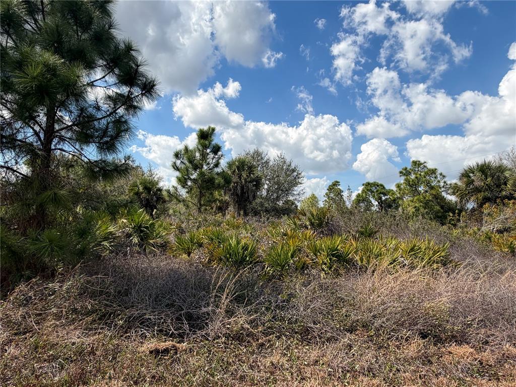 A view of a vacant, undeveloped lot featuring native Florida vegetation, pine trees, and palms — 524 COLUMBUS BOULEVARD S, LEHIGH ACRES, FL