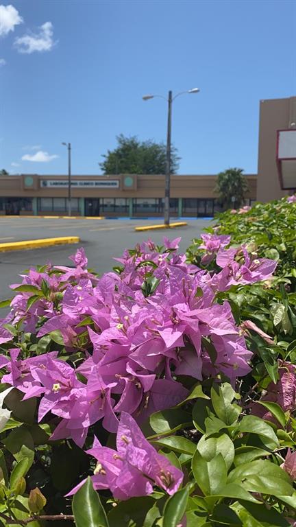 A view of a commercial building exterior with a parking lot and blooming bougainvillea bushes — 167 N RAMON L RIVERA, KM 21,3,FOREST HILLS PLAZA AVENUE N UNIT 2, BAYAMON, PR