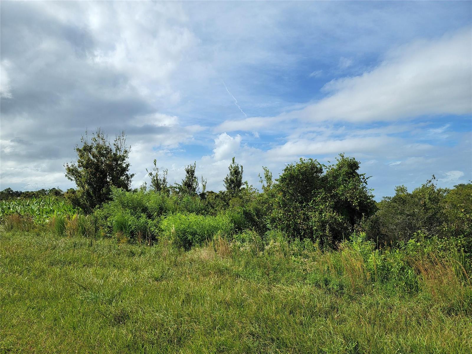 A grassy field leads to a line of trees and shrubs under a cloudy sky — 17275 NW 260th Street, Okeechobee FL 34972, OKEECHOBEE, FL