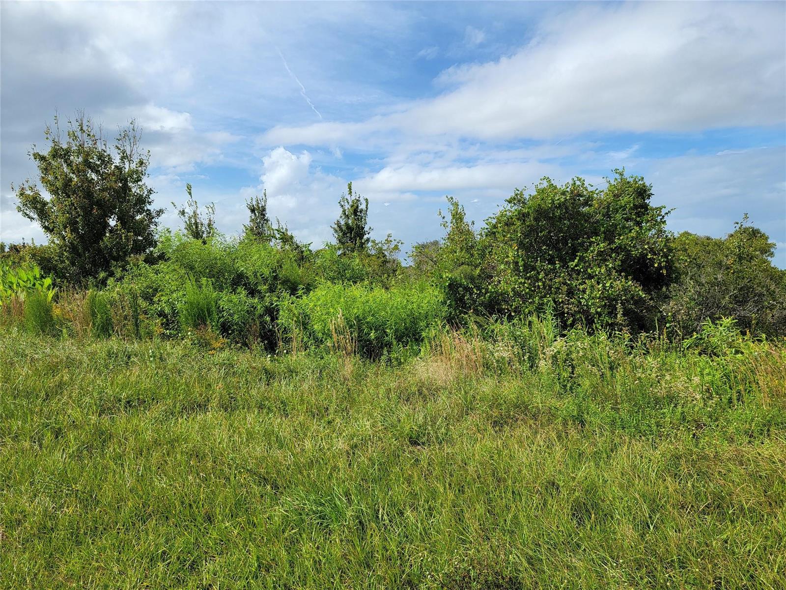 A grassy field leads to a dense line of trees and shrubs under a cloudy sky — 17275 NW 260th Street, Okeechobee FL 34972, OKEECHOBEE, FL