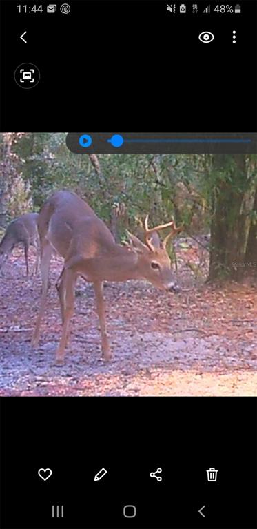 A buck with antlers stands in a wooded area with another deer in the background — 7982 W MAYFAIR DRIVE, HOMOSASSA, FL