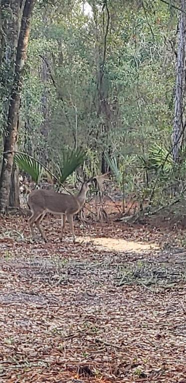 A deer stands in a wooded area with scattered leaves and palm fronds — 7982 W MAYFAIR DRIVE, HOMOSASSA, FL