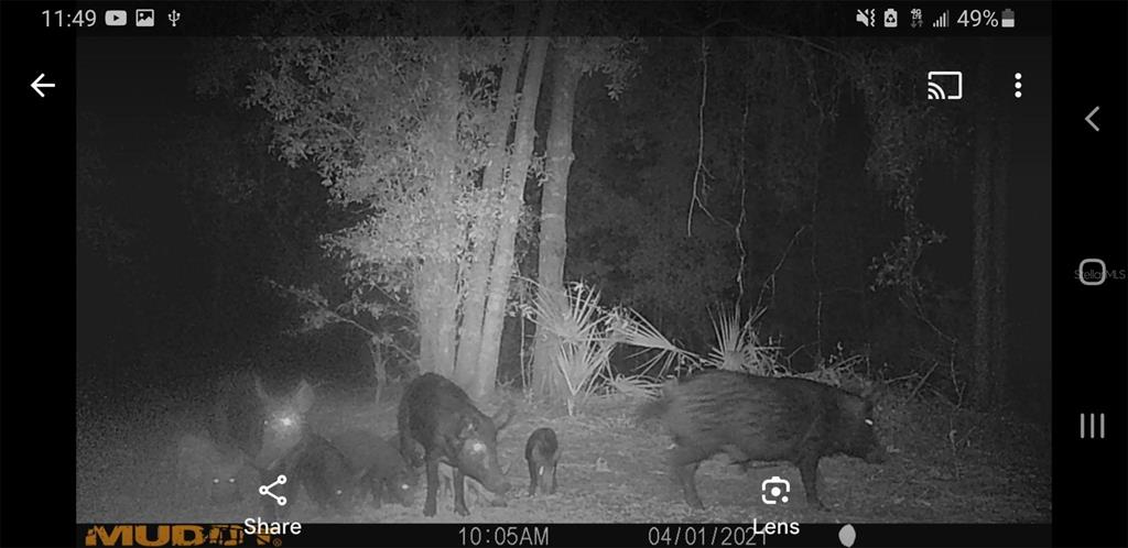 A trail camera captures a group of wild hogs in a wooded area at night — 7982 W MAYFAIR DRIVE, HOMOSASSA, FL