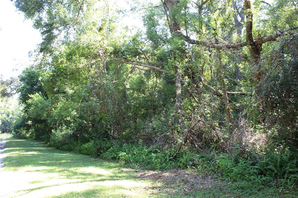 A grassy path runs alongside a dense, wooded area with mature trees and undergrowth — GRAND AVENUE, BROOKSVILLE, FL