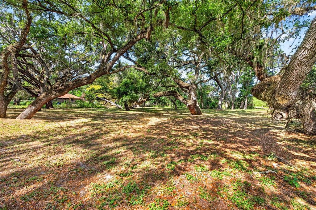 A large, grassy lot features many mature oak trees with hanging Spanish moss — 5355 BERNADETTE DR, ZEPHYRHILLS, FL