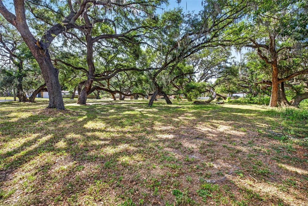 A grassy lot features several large, mature oak trees with hanging Spanish moss — 5355 BERNADETTE DR, ZEPHYRHILLS, FL