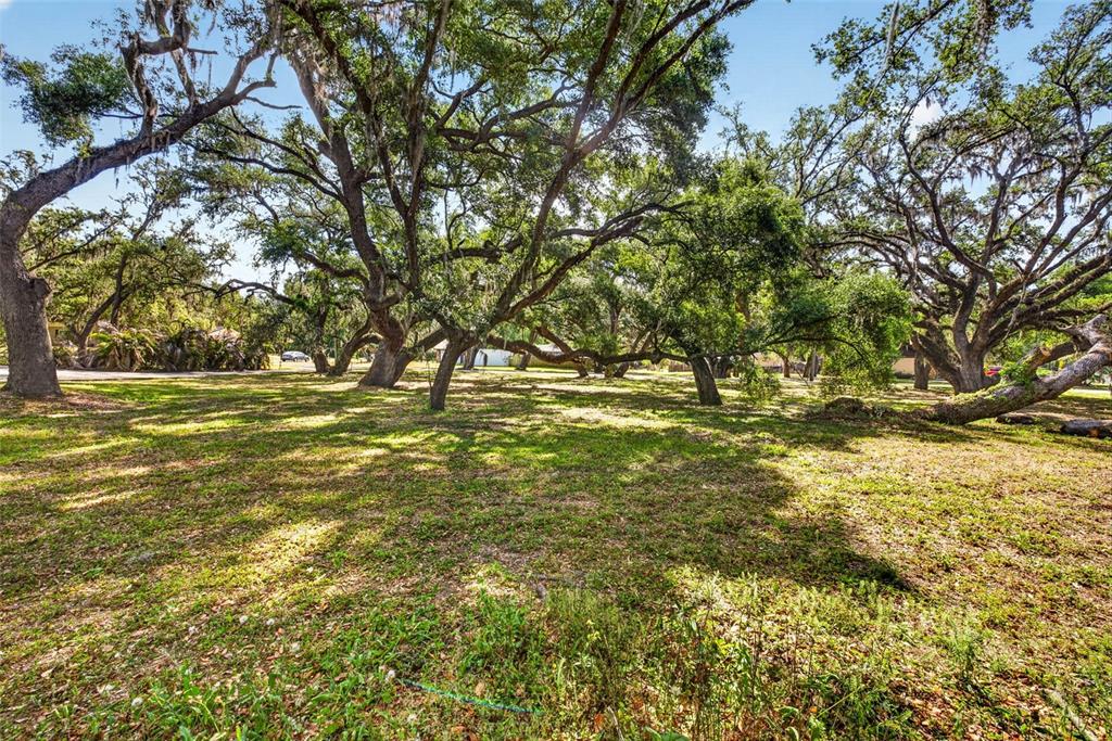 A grassy, sunlit lot is filled with numerous large, mature oak trees — 5355 BERNADETTE DR, ZEPHYRHILLS, FL