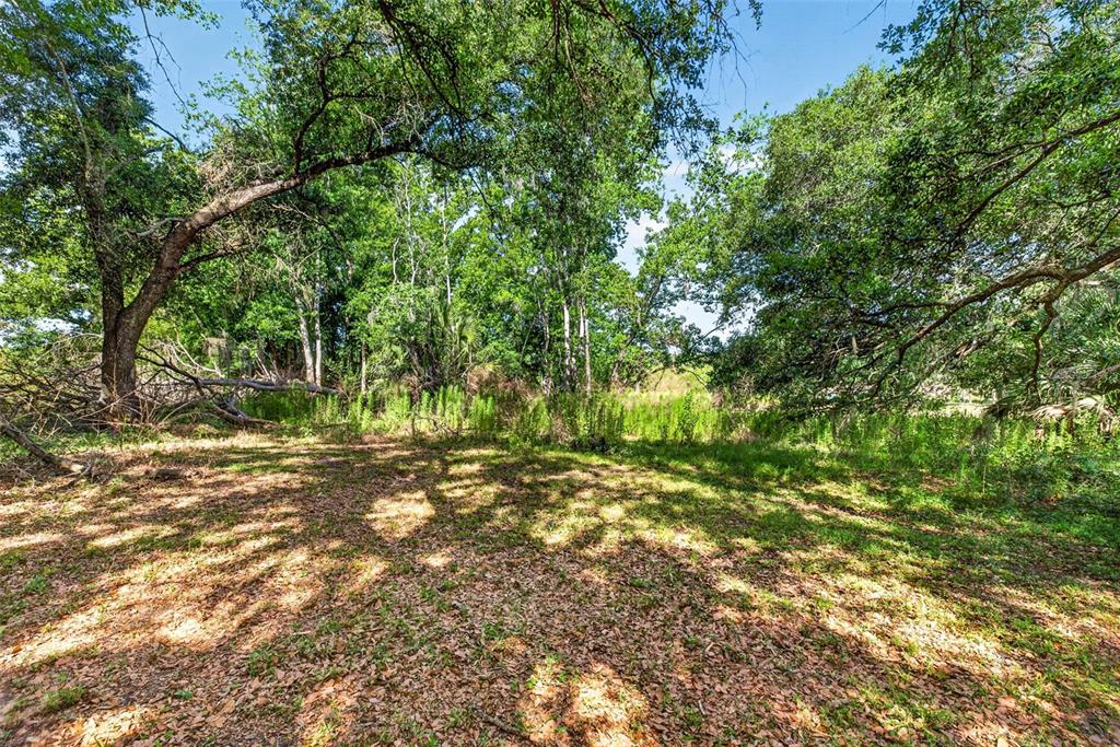 A wooded lot features a clearing covered in fallen leaves beneath a canopy of trees — 5355 BERNADETTE DR, ZEPHYRHILLS, FL