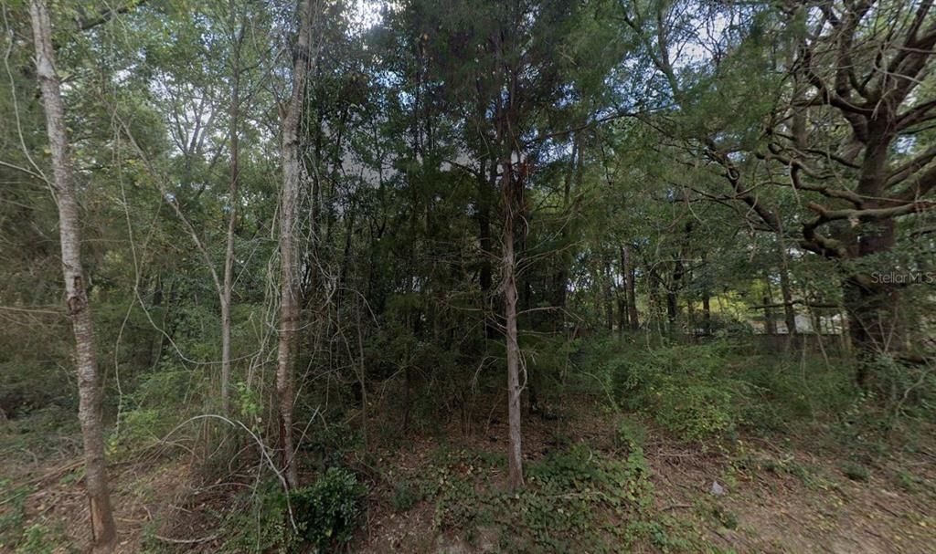 A dense, wooded lot with various trees and underbrush under a bright sky — 6195 KIRBY STREET, MILTON, FL