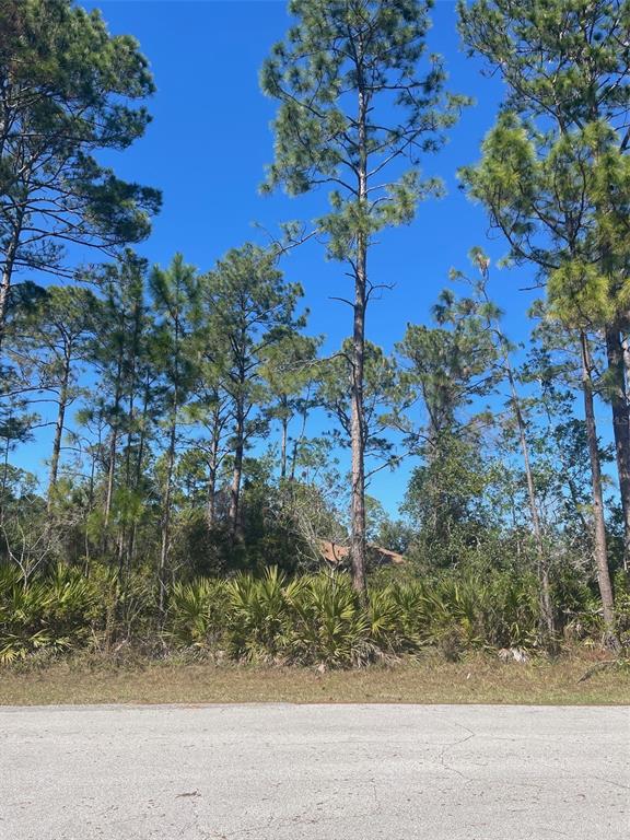 A view of a wooded, undeveloped residential lot with tall pine trees and palmetto bushes — 36 SEAGOING TRAIL, PALM COAST, FL