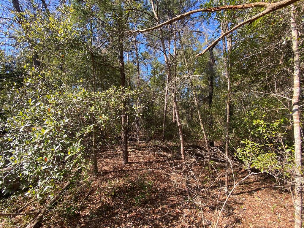 A wooded lot with dense trees and a ground covered in fallen leaves — 2085 SW ALGIERS COURT, DUNNELLON, FL