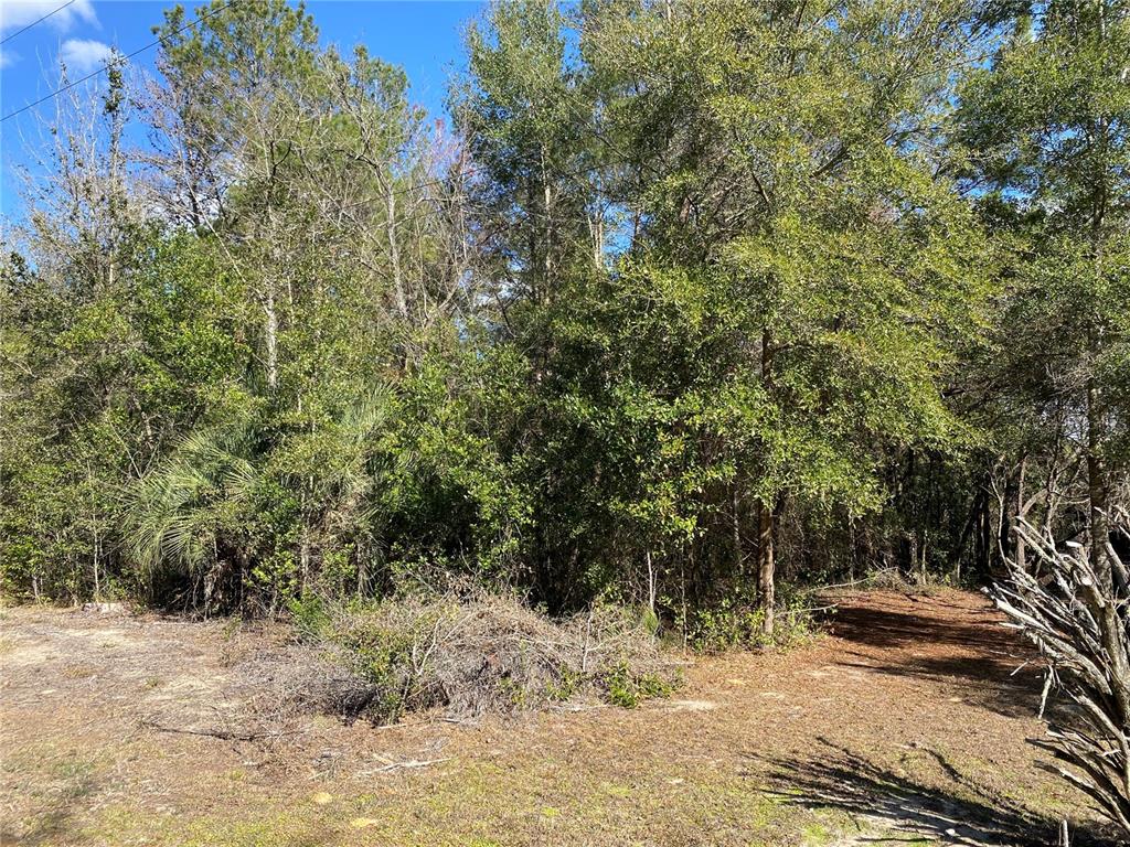 A wooded lot with dense trees, shrubs, and a small clearing in the foreground — 2085 SW ALGIERS COURT, DUNNELLON, FL