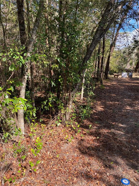 A wooded outdoor area features a dirt path leading toward a target stand and dog — 2085 SW ALGIERS COURT, DUNNELLON, FL
